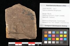 Foto (Objekt + Etikett) von Quercus palaeoilex Ettingshausen (NHMW-GEO-2024-0188-0946)